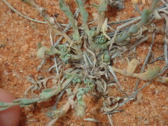 Rhodanthe chlorocephala