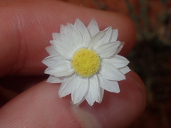 Rhodanthe chlorocephala