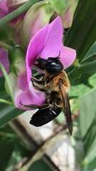 Megachile sculpturalis