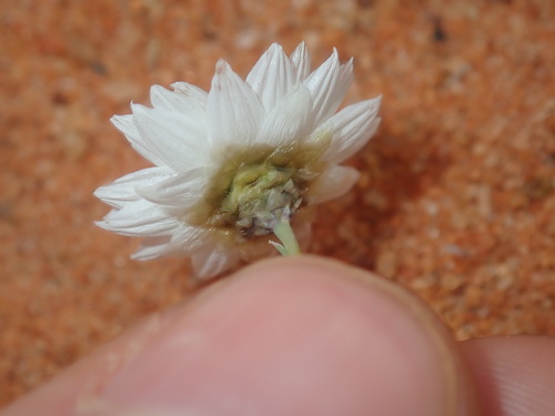 Image of Rhodanthe chlorocephala by (c) Thomas Mesaglio, some rights reserved (CC BY)