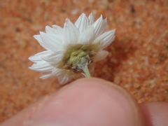 Rhodanthe chlorocephala
