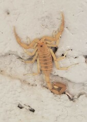 Centruroides sculpturatus