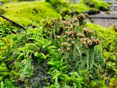 Cladonia peziziformis