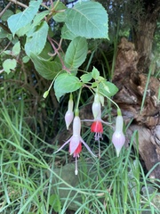 Fuchsia