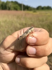 Phoetaliotes nebrascensis