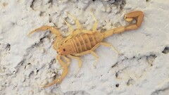 Centruroides sculpturatus
