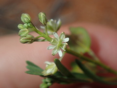 Lepidium rotundum