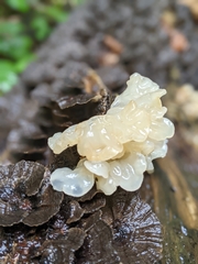 Ductifera pululahuana