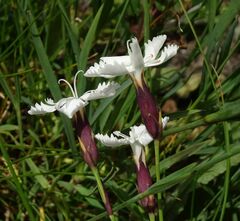 Dianthus cretaceus