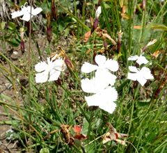 Dianthus cretaceus