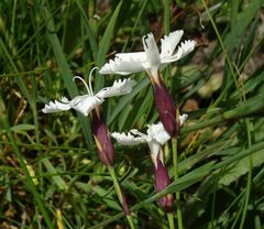 Dianthus cretaceus