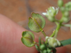 Lepidium rotundum