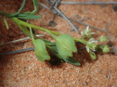 Lepidium rotundum
