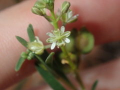 Lepidium rotundum