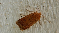 Abagrotis cupida