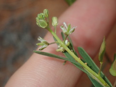 Lepidium rotundum