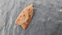 Machimia tentoriferella