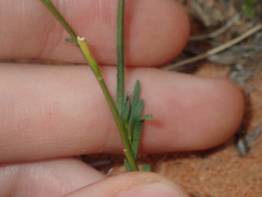 Lepidium rotundum