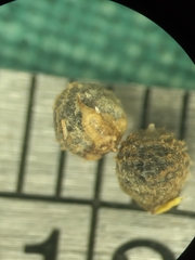 Scleria muehlenbergii