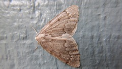 Nepytia pellucidaria