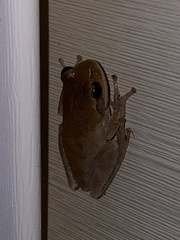 Hyla femoralis