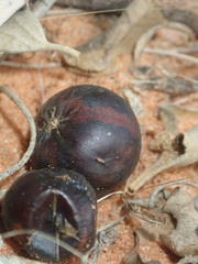 Solanum orbiculatum