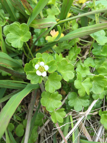 Saxifraga bracteata iNat (1)
