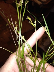 Scleria muehlenbergii