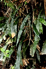 Blechnum patersonii