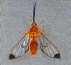 Isanthrene felderi