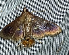 Diaphania