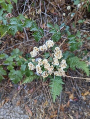 Pseudognaphalium californicum