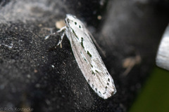 Ethmia discostrigella