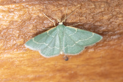 Chlorochlamys phyllinaria