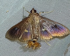 Diaphania