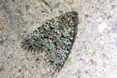 Paramiana smaragdina