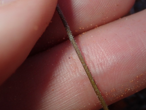 Image of Lawrencella davenportii by (c) Thomas Mesaglio, some rights reserved (CC BY)