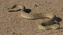 Crotalus viridis