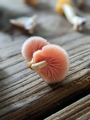 Rhodotus palmatus