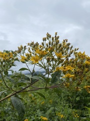 Electranthera mutica