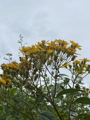 Electranthera mutica