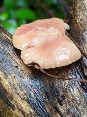 Rhodotus palmatus