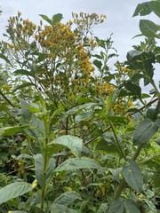 Electranthera mutica