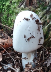 Amanita virosa