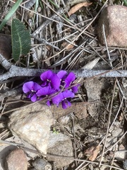 Hardenbergia violacea