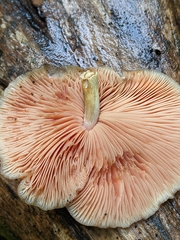 Rhodotus palmatus