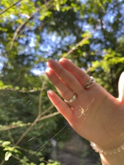 Araneidae