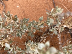 Atriplex vesicaria