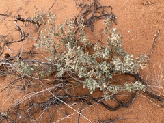 Atriplex vesicaria