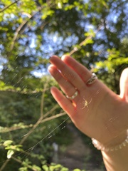 Araneidae